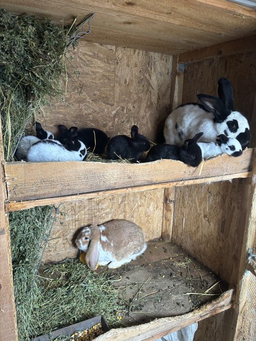 Vand iepuri de rasa!