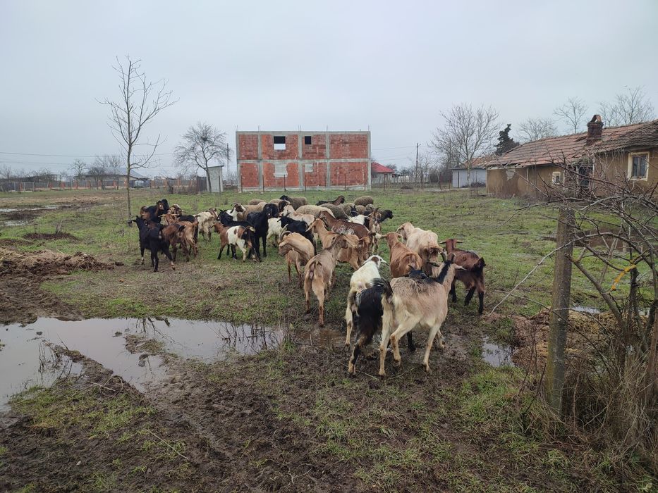 Vând capre și oi  in jur de 60.