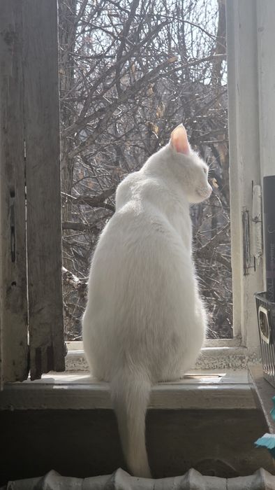 Отдам кошку (взрослую)