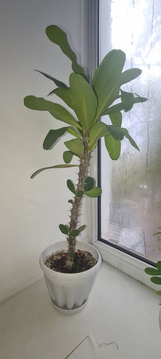 Комнатные растения