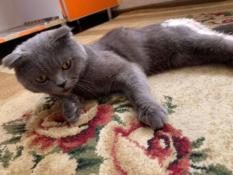 Чиройли мушук 1 йош