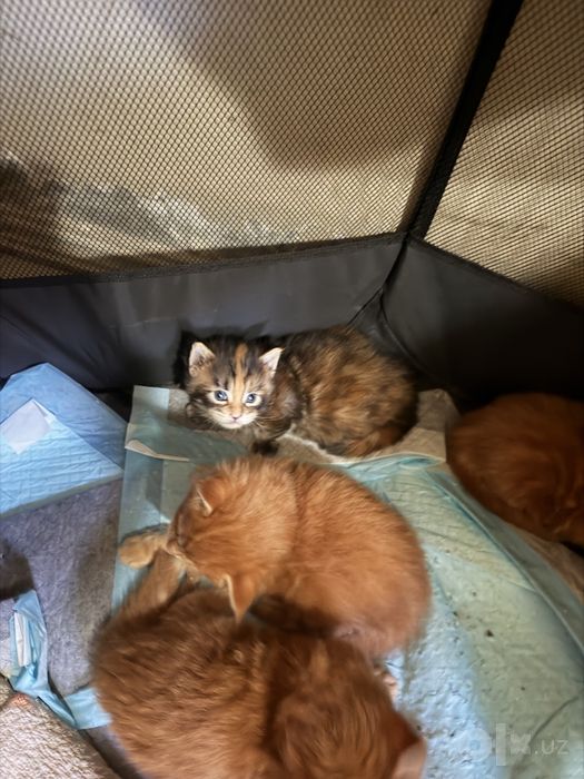 Мейкун кошки породистые 4 красных кота и одна кошечка