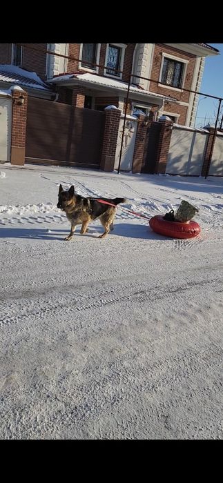 Вязка собаки овчарка
