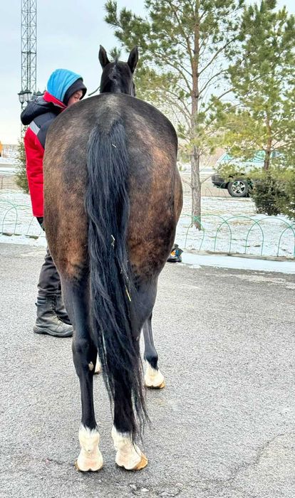 Продаётся лошадь