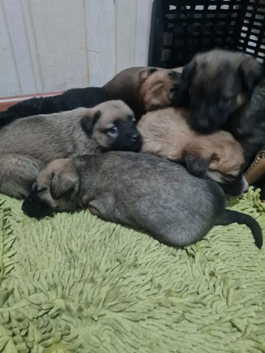 Выбор щенят очень большой в приюте