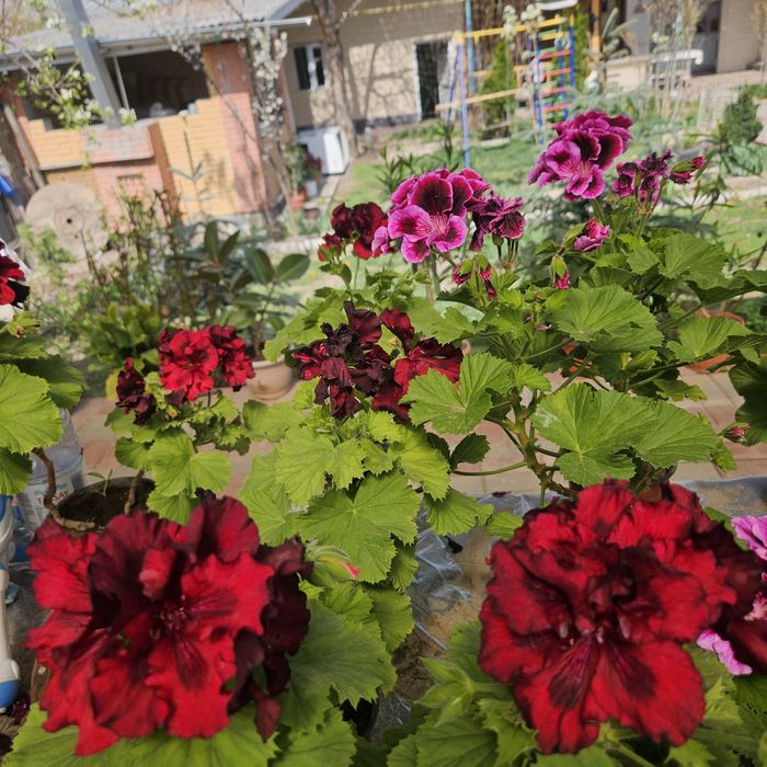 Цветы в горшках разные виды размеры разные ценыы