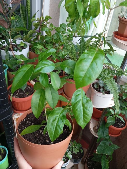 Продам цветы комнатные