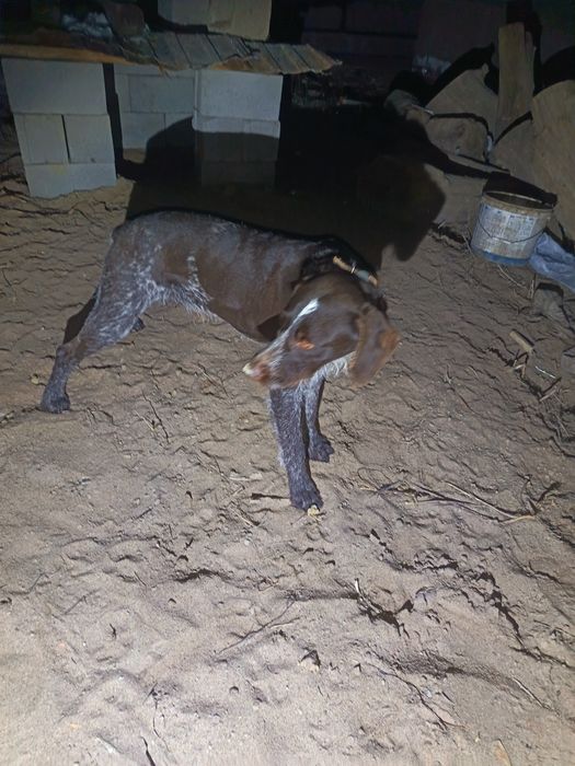 Продам чистокровную дратхар