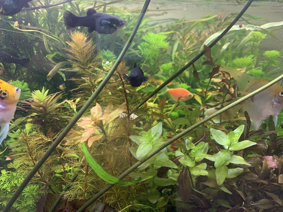 Аквариум усимликлари