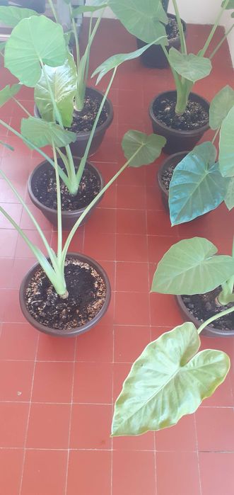 pante verzi colocasia (urechea elefantului)