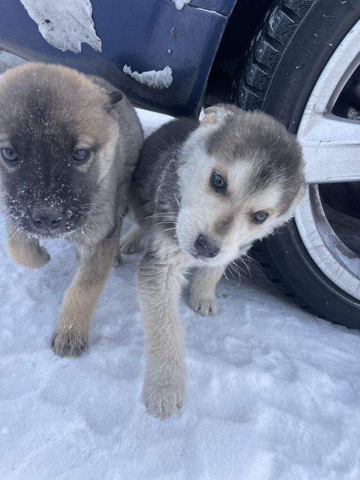 Отдам красивых упитанных щенят