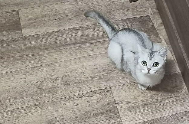 Отдам кошку даром