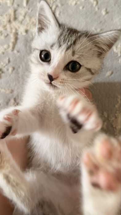Продаётся маленький котёнок