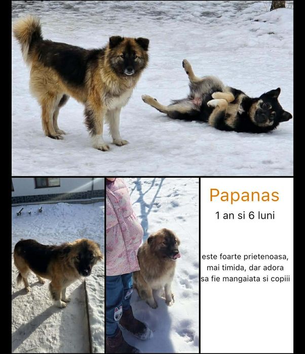 Caini spre adoptie crescuti la munte