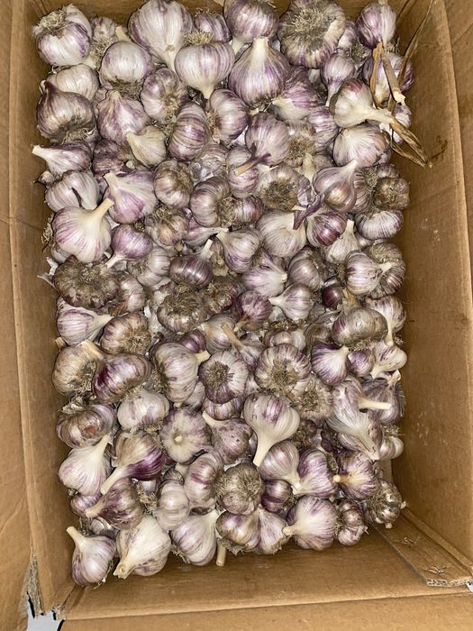 Продам домашний чеснок