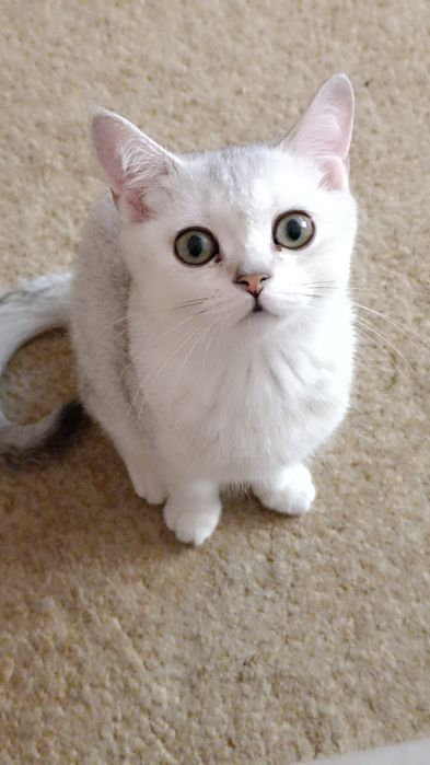 породистый котенок продается