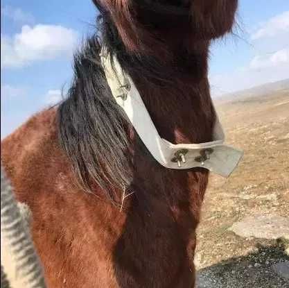 GPS, ЖПС трекер, ТК-905В, Лошади, Жылкы