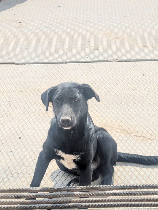 Багира дворянских кровей