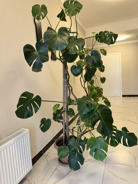 Цветы Монстера высокие