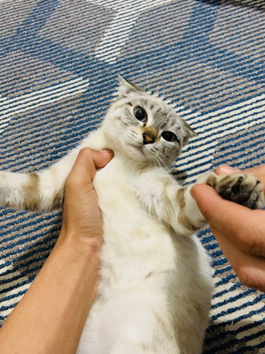 Sotiladi oladihonlar yozin narxi 100.000som