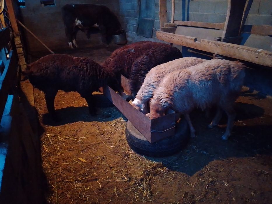 Продам баран кой сатылады