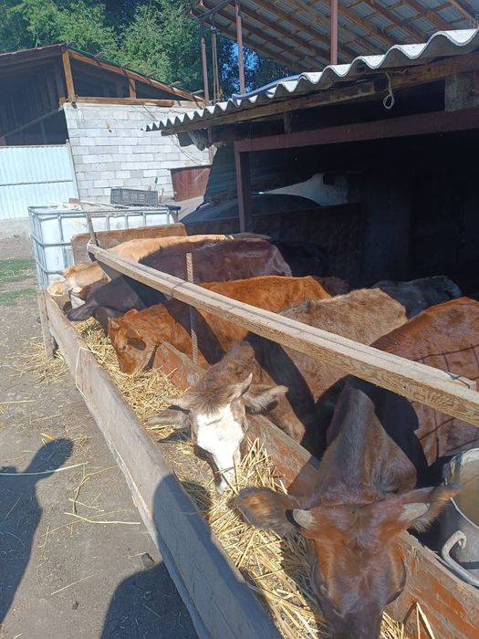 Продам тёлок хороших