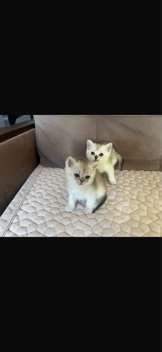 Продаются породистые котята !