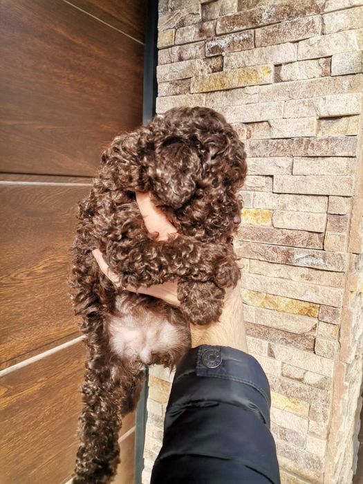 Мини  мини и ТОЙ Пуделчета ,пудел