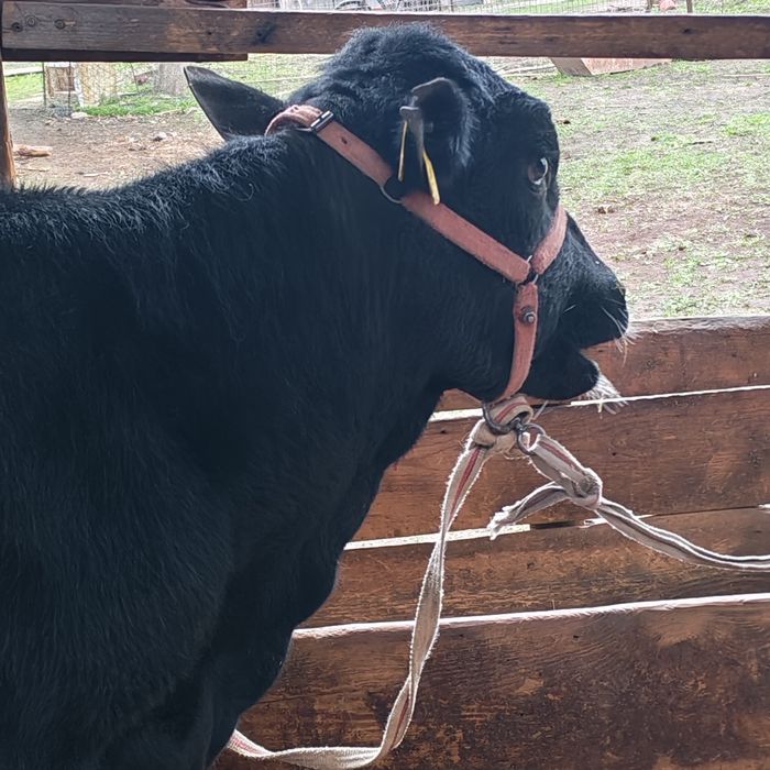Бык бука сатам парода ангус