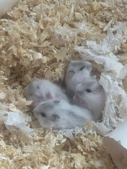 Хомяк джунгарский