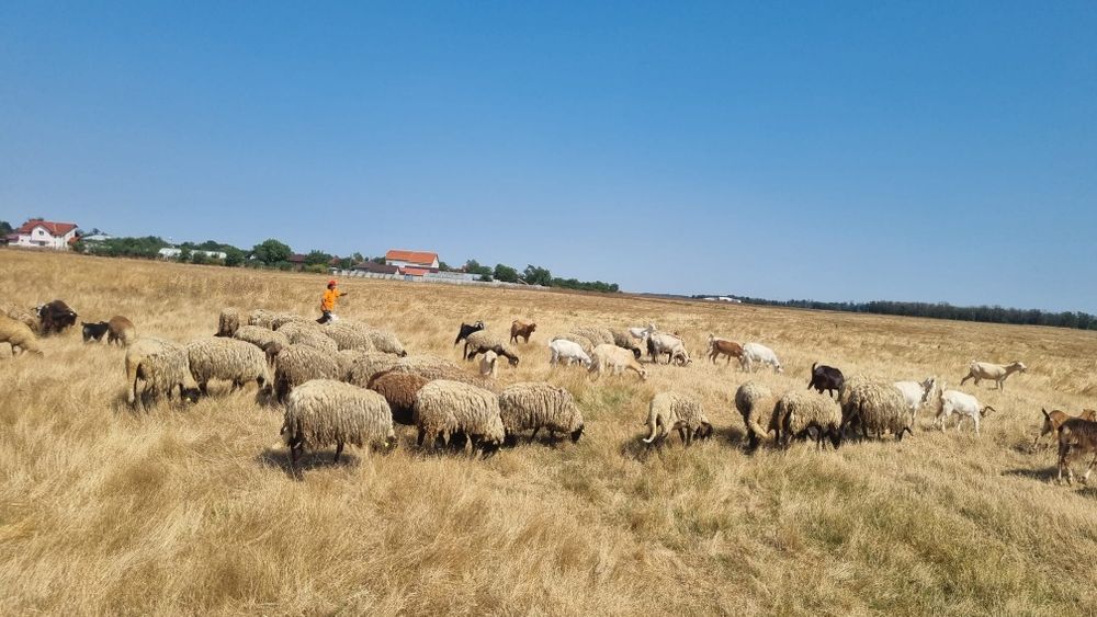 De vanzare - oi, capre, miei, miele, iezi - nenciulesti, teleorman