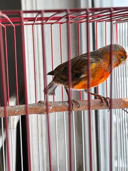 Продается канарейка