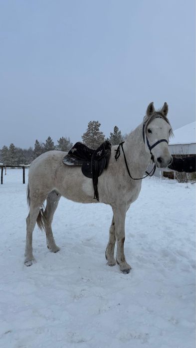 Продам мерина, торг