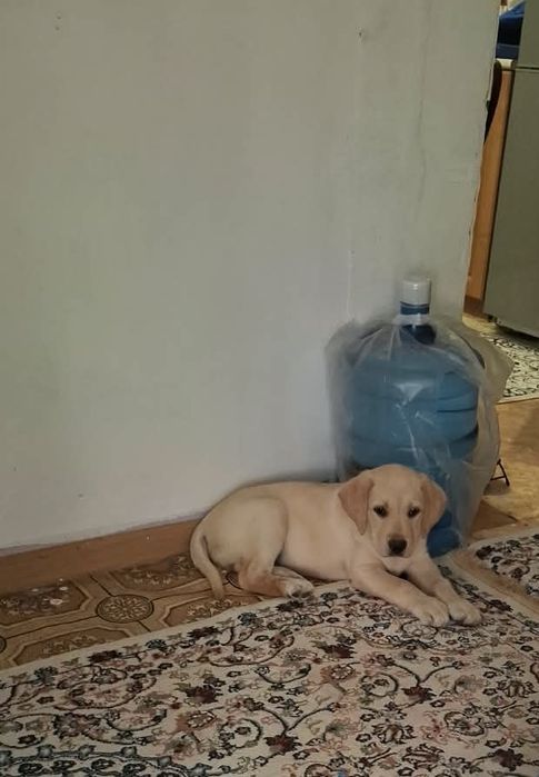 Продается щенок Лабрадора