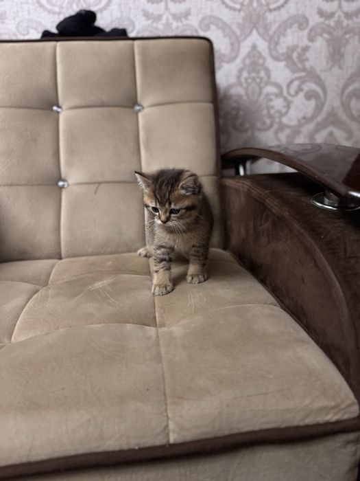 Золотая шиншила британец продается срочно