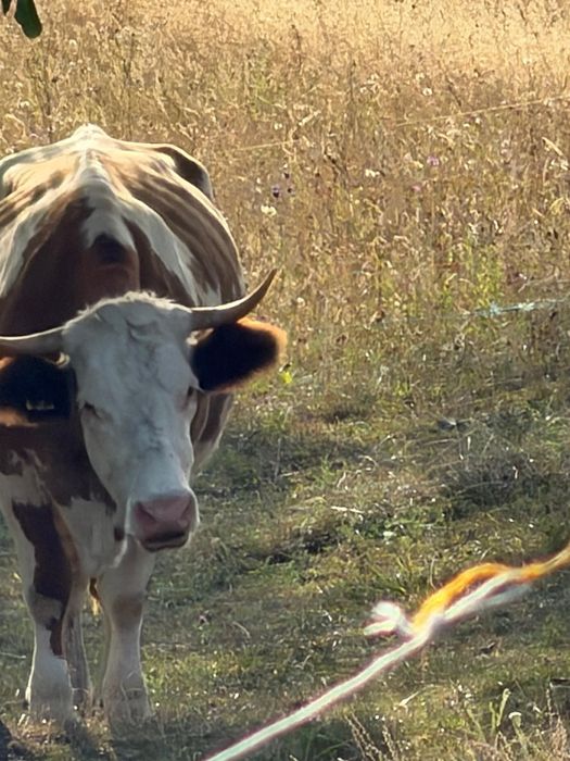 Vaca bălțată romănească