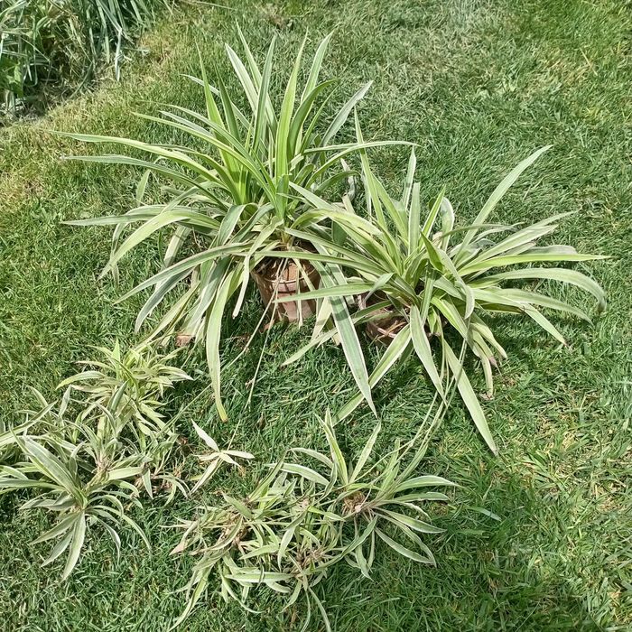 Хлорофитум вариегатный (Chlorophytum variegatum) — 25–30 см