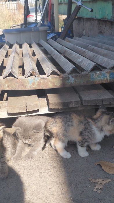Отдам котят в хорошие руки