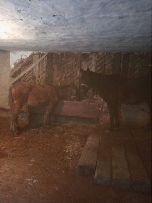 Еркек Жабагы сатылады 230000