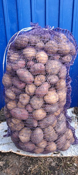 Картофель 1000тг.-за ведро