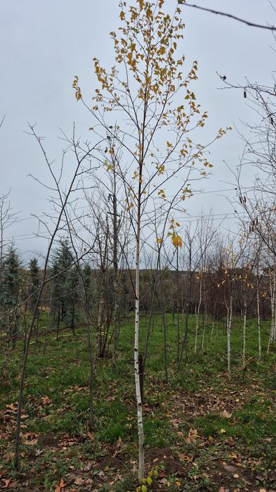 Betula pendula  copaci