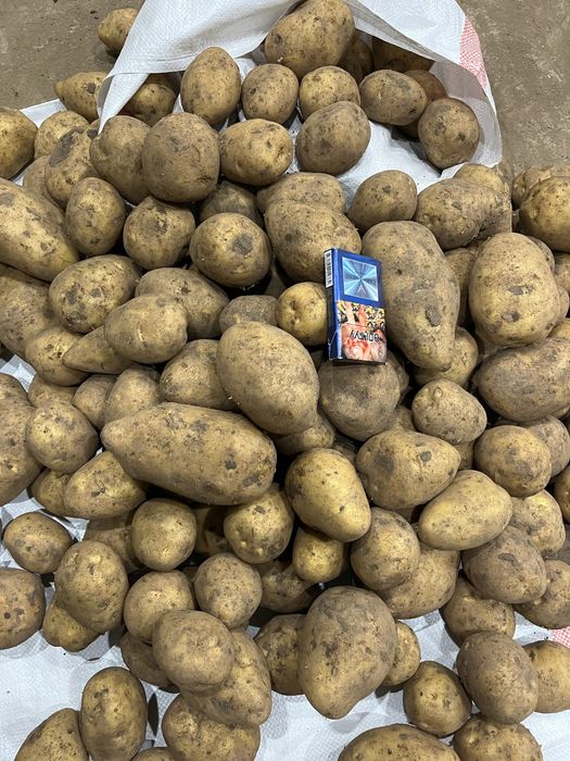 Картошка оптом со склада