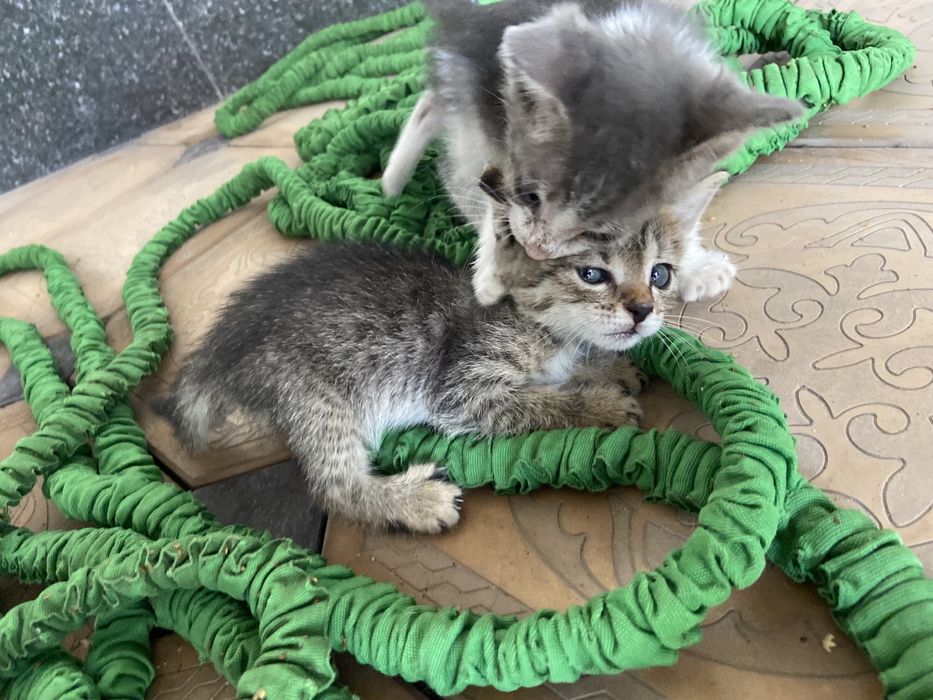 Раздаем котят (2шт остались)