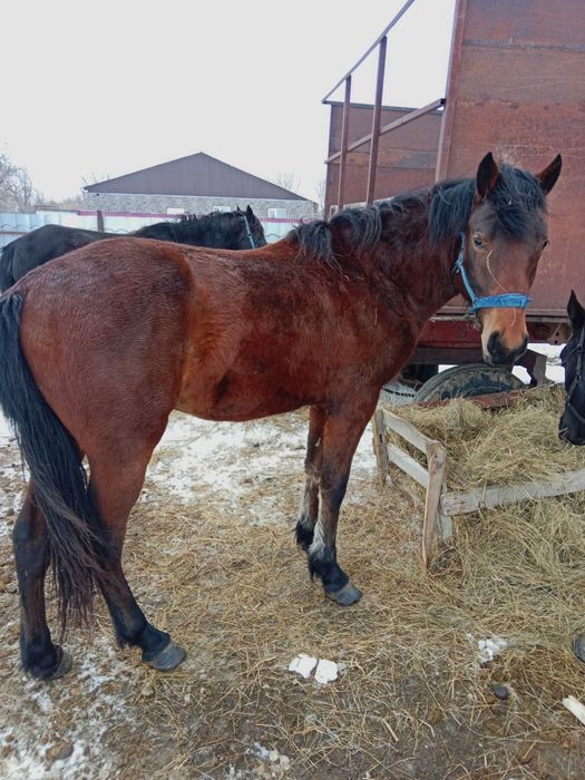 Продаеться жеребчик