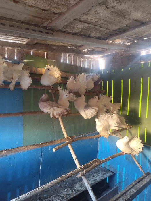 Porumbei voltați Albi