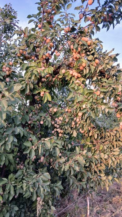 Prune de țuica de vanzare