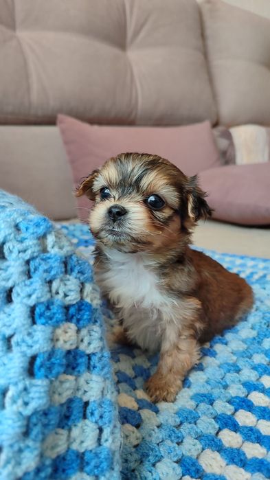 Продам щенка метисы