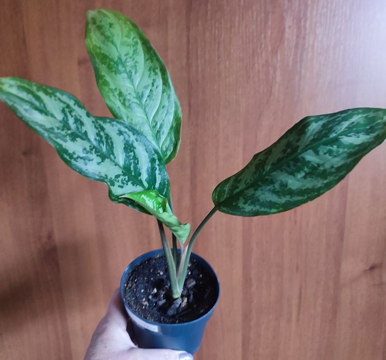 Аглаонемы ,растения комнатные