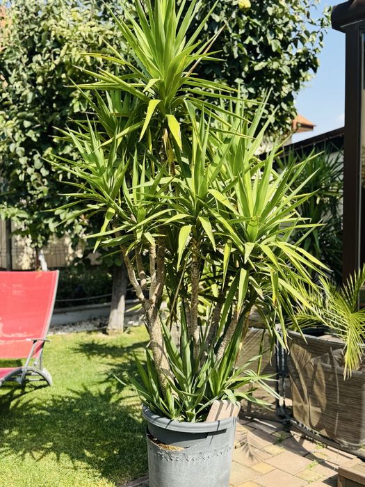 Yucca la ghiveci – plantă ornamentală deosebită,10 ani