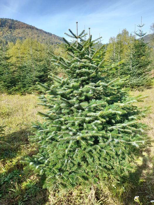 Brazi arginti și verzi